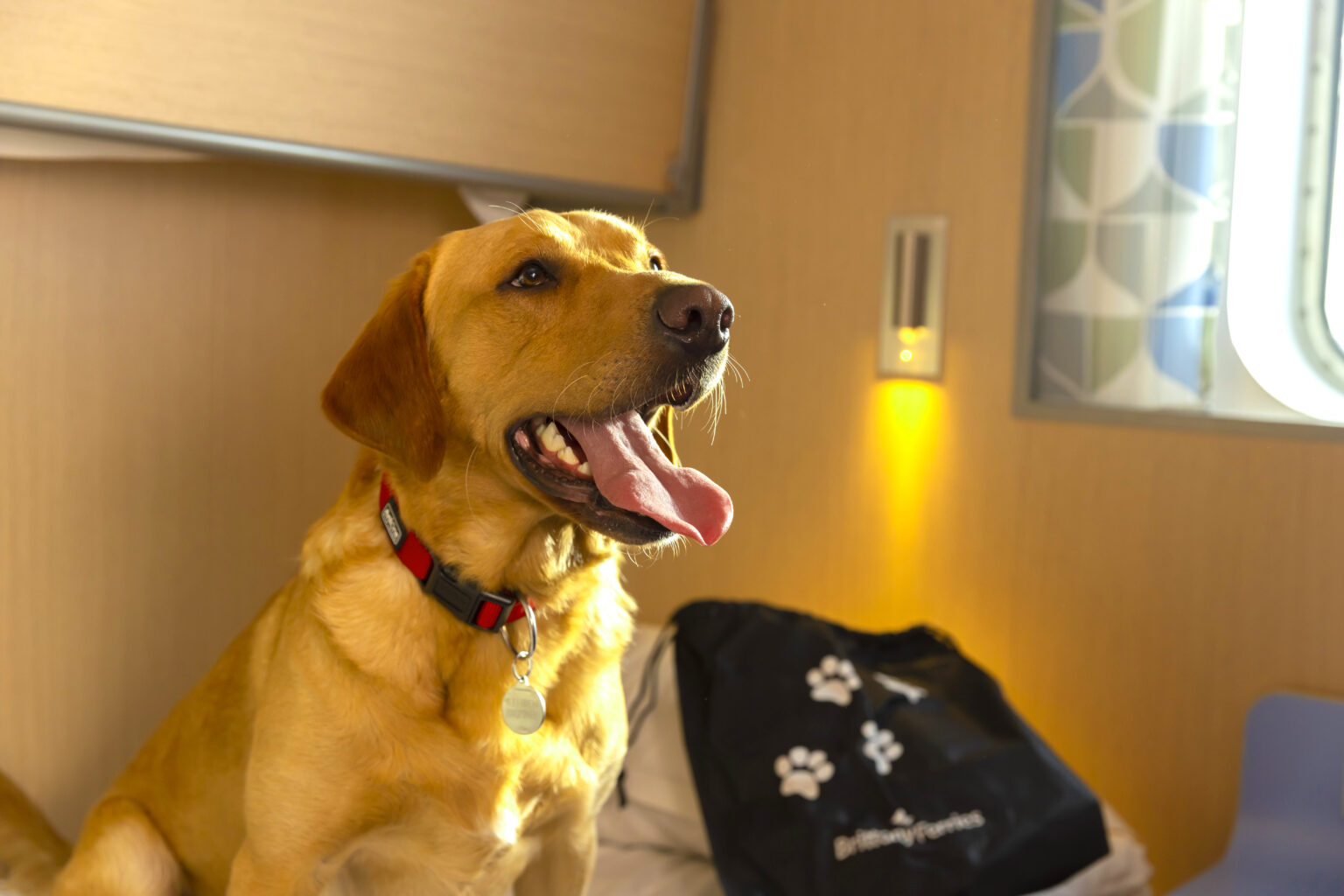 reuben-the-dog-in-salamanca-cabin-with-doggie-bag-brittany-ferries